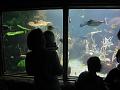 Seattle Aquarium 23